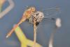 Sympetrum meridionale